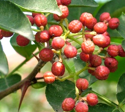 常年供应花椒苗 花椒树苗 大红袍花椒苗