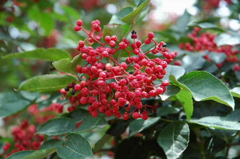 批量供应花椒苗、大红袍花椒苗、花椒树苗