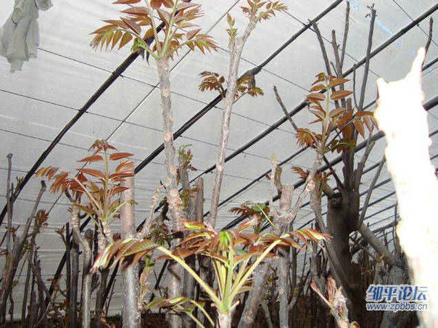 香椿苗，红油香椿苗，香椿树苗尽在泰鑫园艺