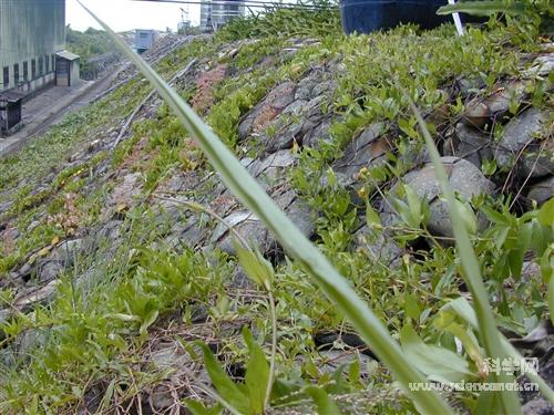 覆塑石笼网五绞钢丝笼格宾护坡雷诺护垫生态格网护垫宾格网挡墙