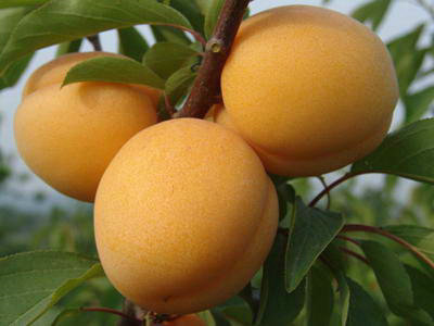 杏苗 优质杏苗 品种杏苗 尽在泰鑫园艺场