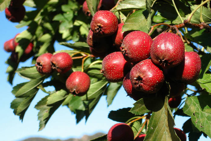 山楂苗 山楂树苗 优质山楂苗 尽在泰鑫园艺场