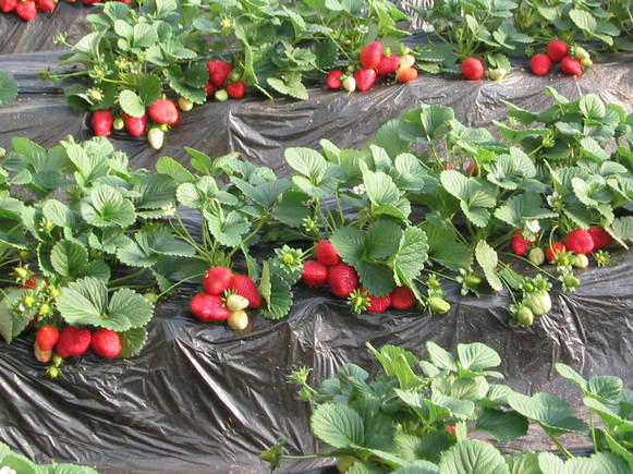 草莓苗 优质草莓苗 尽在泰鑫园艺场