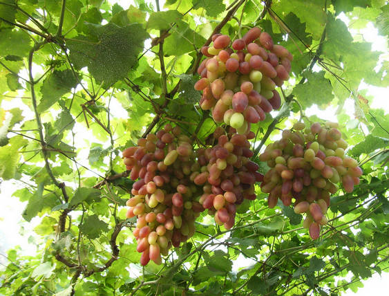 葡萄苗 嫁接葡萄苗 优质葡萄苗 尽在泰鑫园艺场