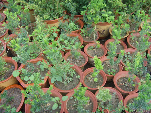 批量供应红豆杉小苗，曼地亚红豆杉小苗，营养盆红豆杉小苗